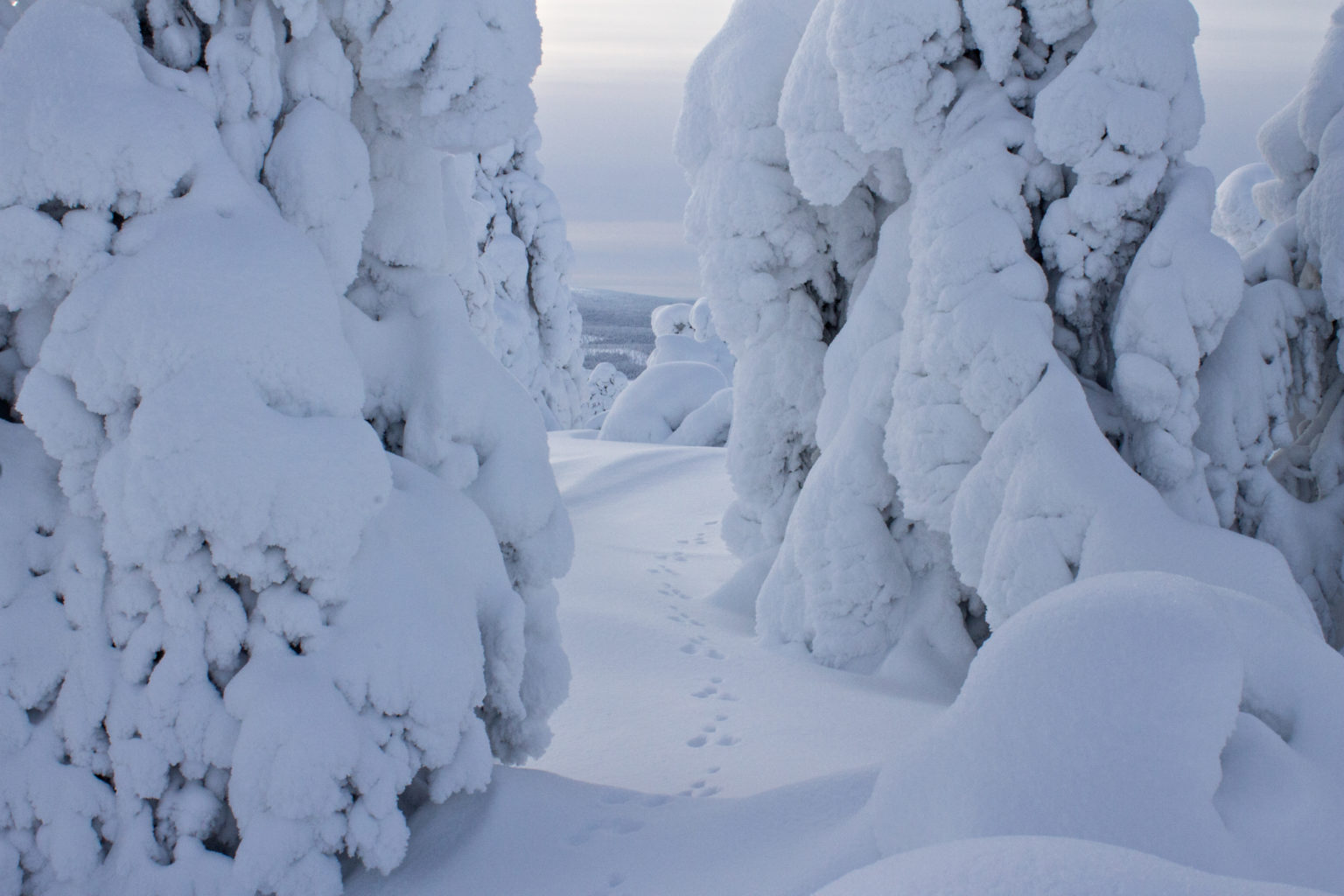 Valokuvaaja: Katri Niskanen