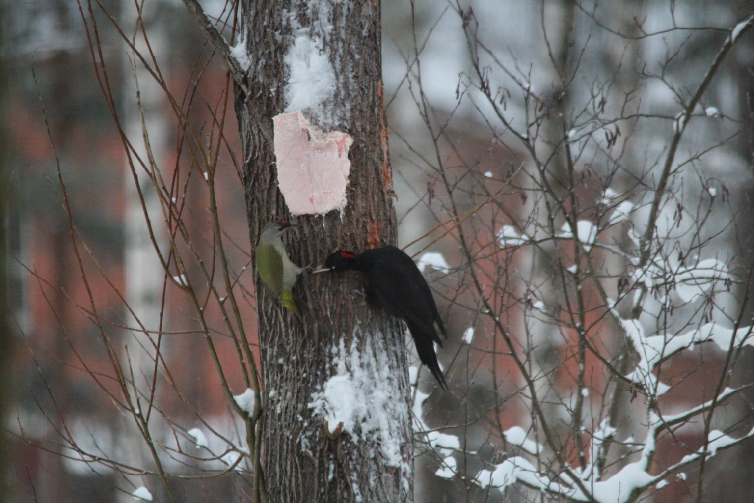 Valokuvaaja: Juhani Stén Valokuvaaja: Juhani Stén