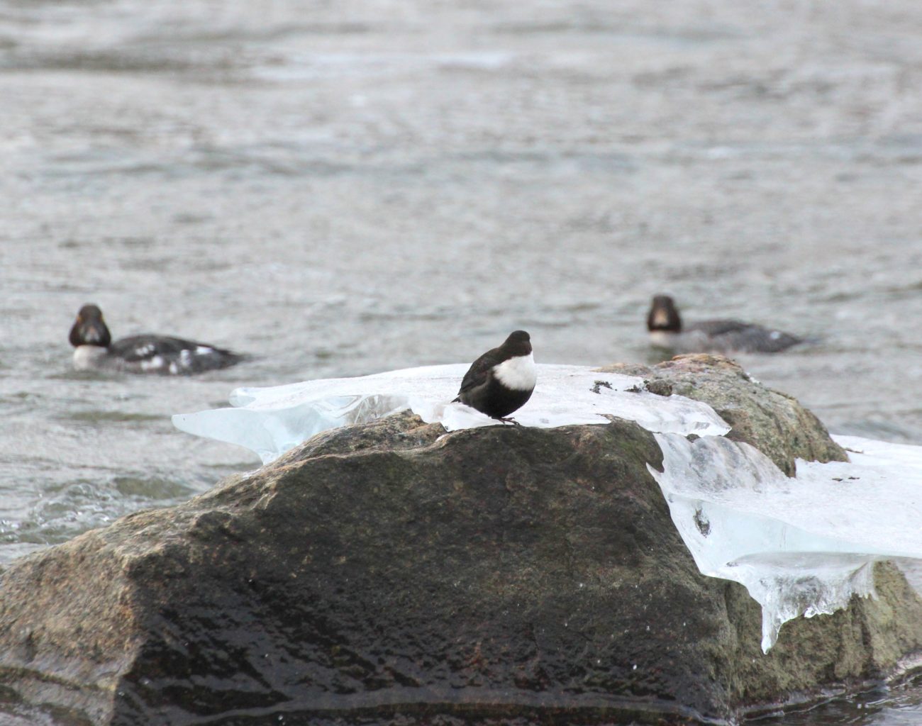 Valokuvaaja: Irja lehtinen