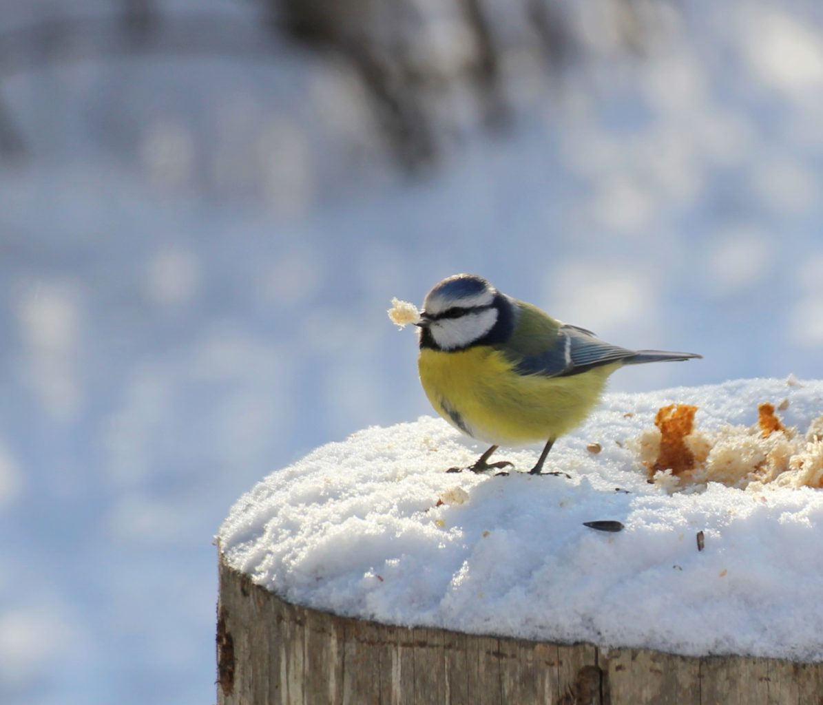 Valokuvaaja: Irja lehtinen