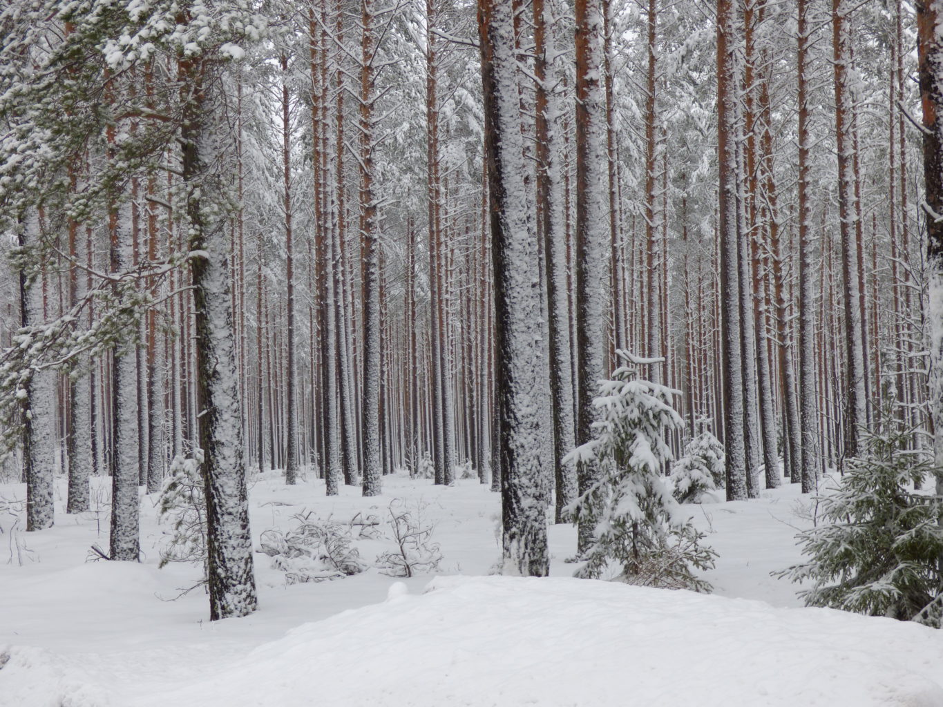 Valokuvaaja: Hannu Rissanen Valokuvaaja: Hannu Rissanen