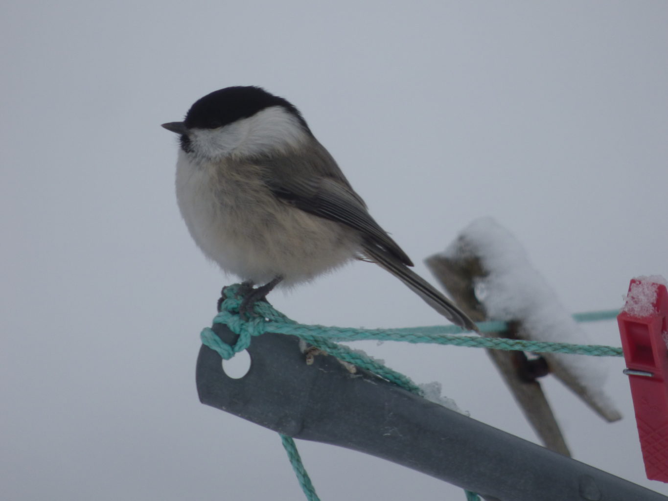 Valokuvaaja: Hannu Rissanen