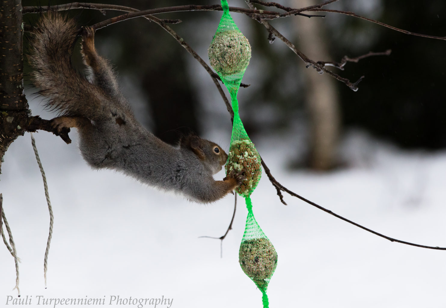 Valokuvaaja: Pauli Turpeenniemi