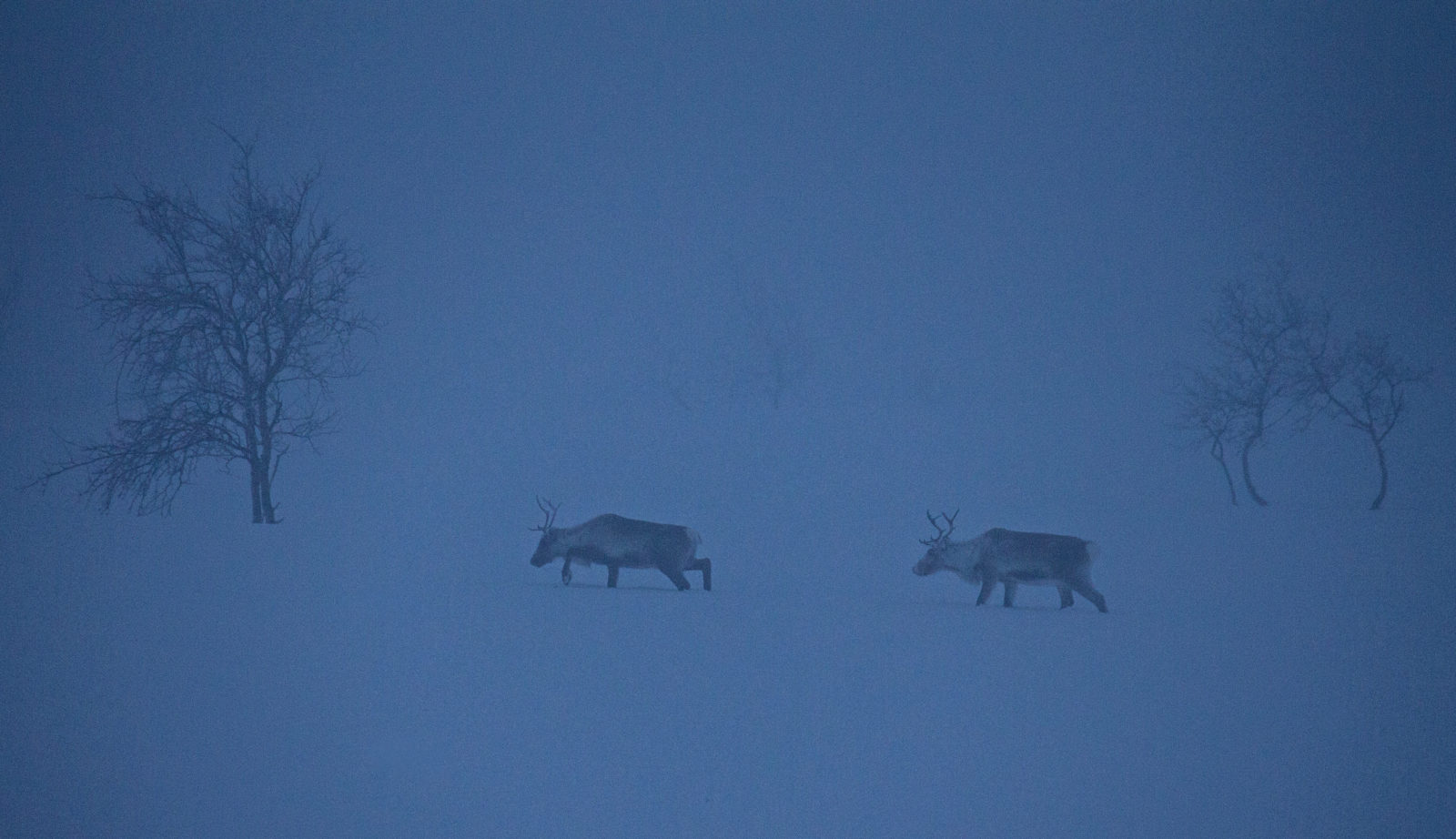 Valokuvaaja: Katri Niskanen