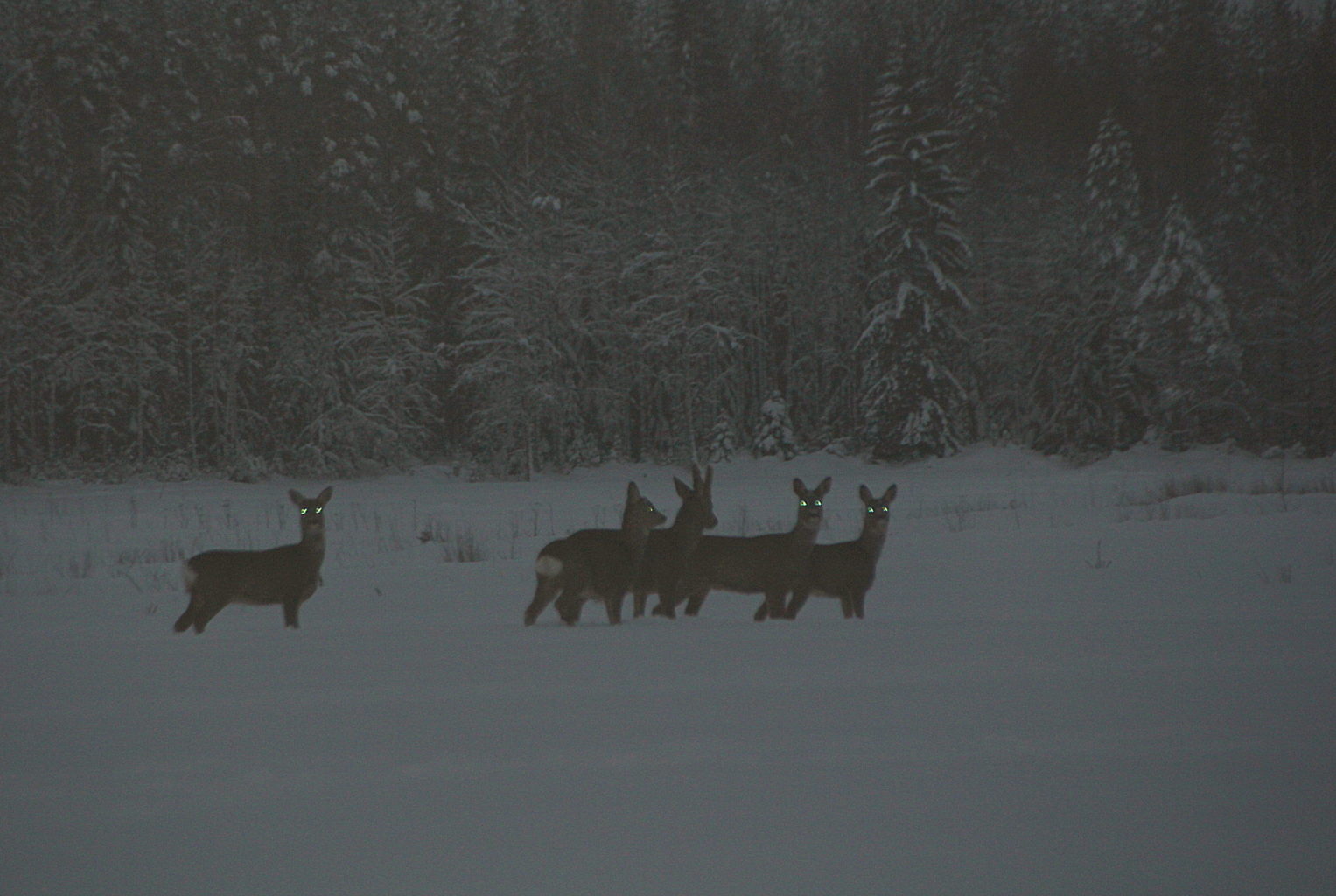 Valokuvaaja: Sirpa jyske