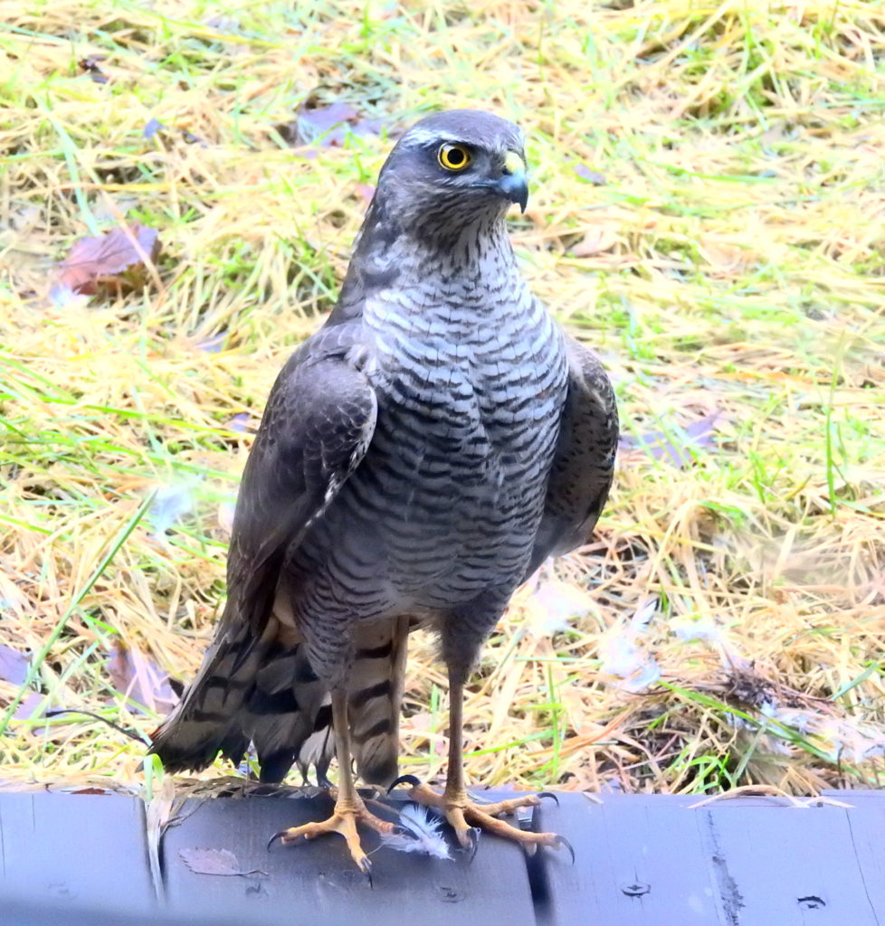 Valokuvaaja: Simo Pilpola