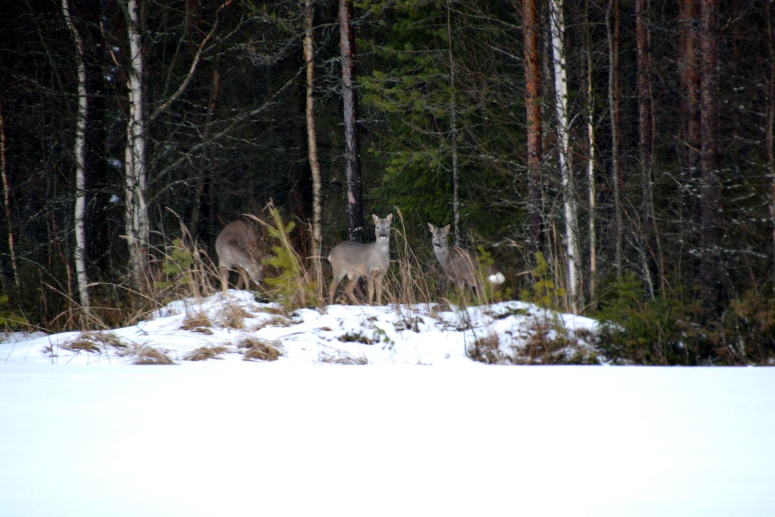 Valokuvaaja: Maija Savolainen Valokuvaaja: Maija Savolainen