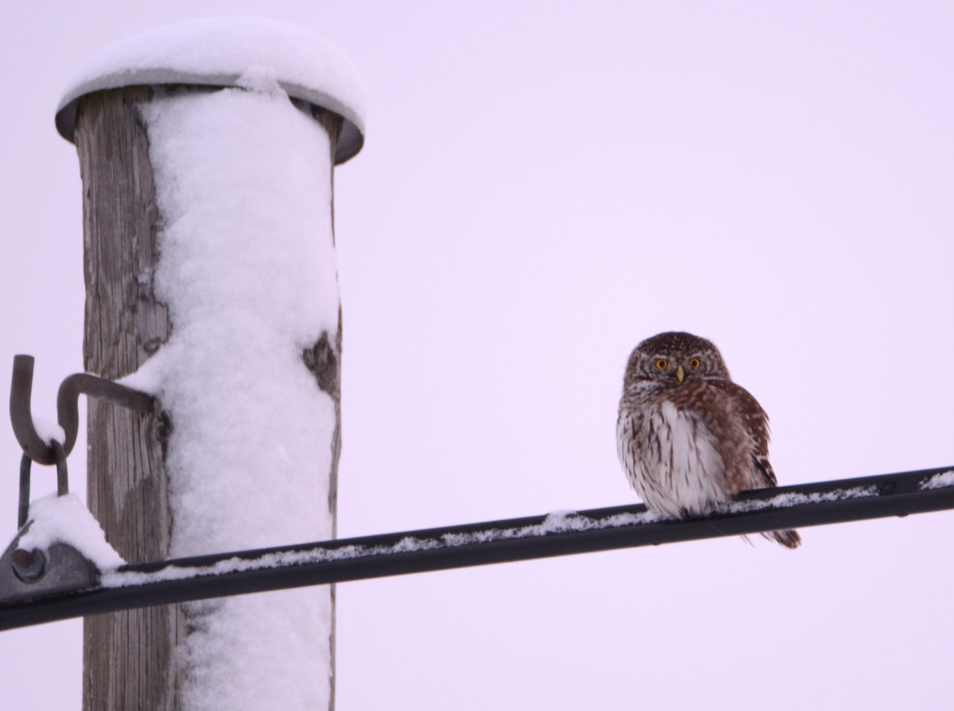 Valokuvaaja: Maija Savolainen Valokuvaaja: Maija Savolainen