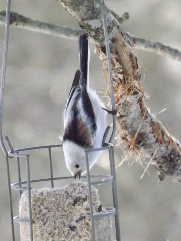 Valokuvaaja: Marianna Parkkonen Valokuvaaja: Marianna Parkkonen