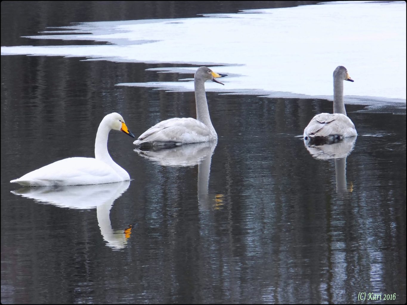 Valokuvaaja: Kari Saarinen