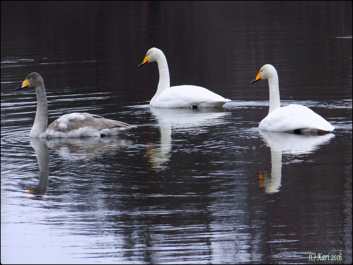Valokuvaaja: Kari Saarinen