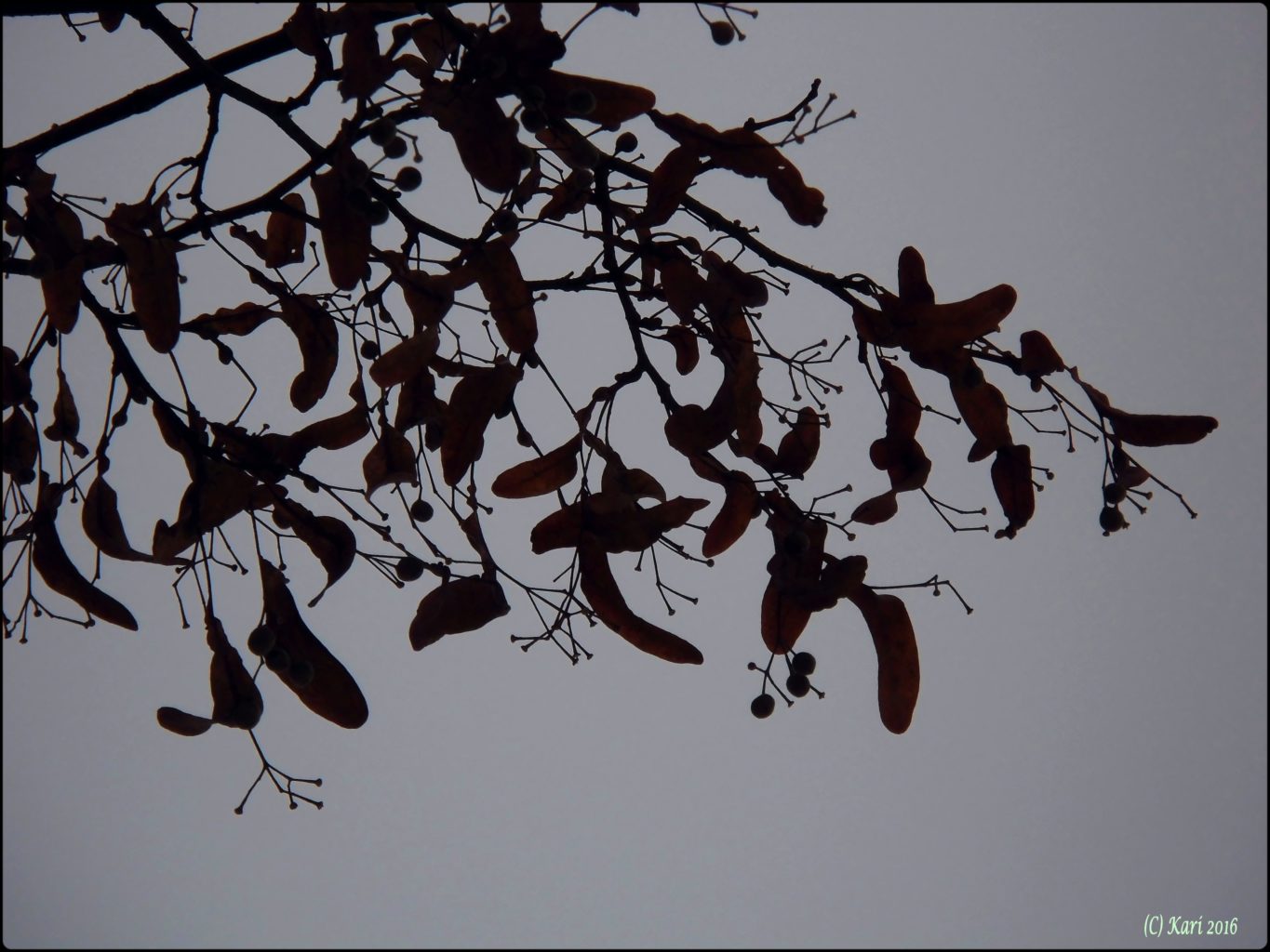 Valokuvaaja: Kari Saarinen