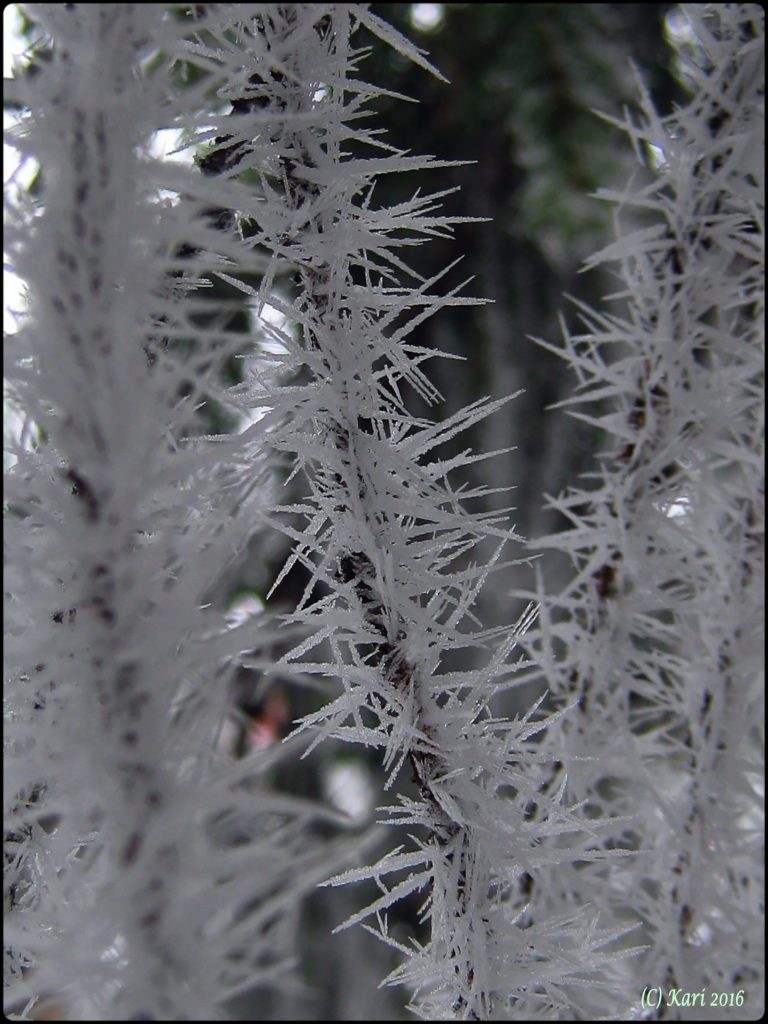 Valokuvaaja: Kari Saarinen