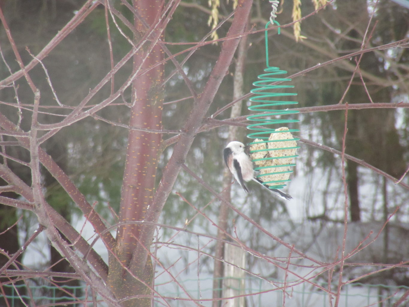 Valokuvaaja: Hanna Ronkainen