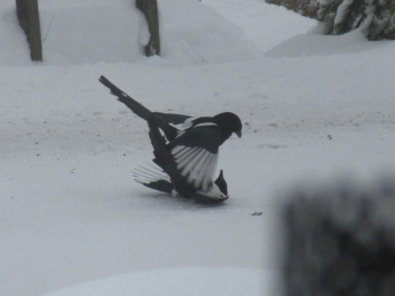 Valokuvaaja: Hanna Ronkainen