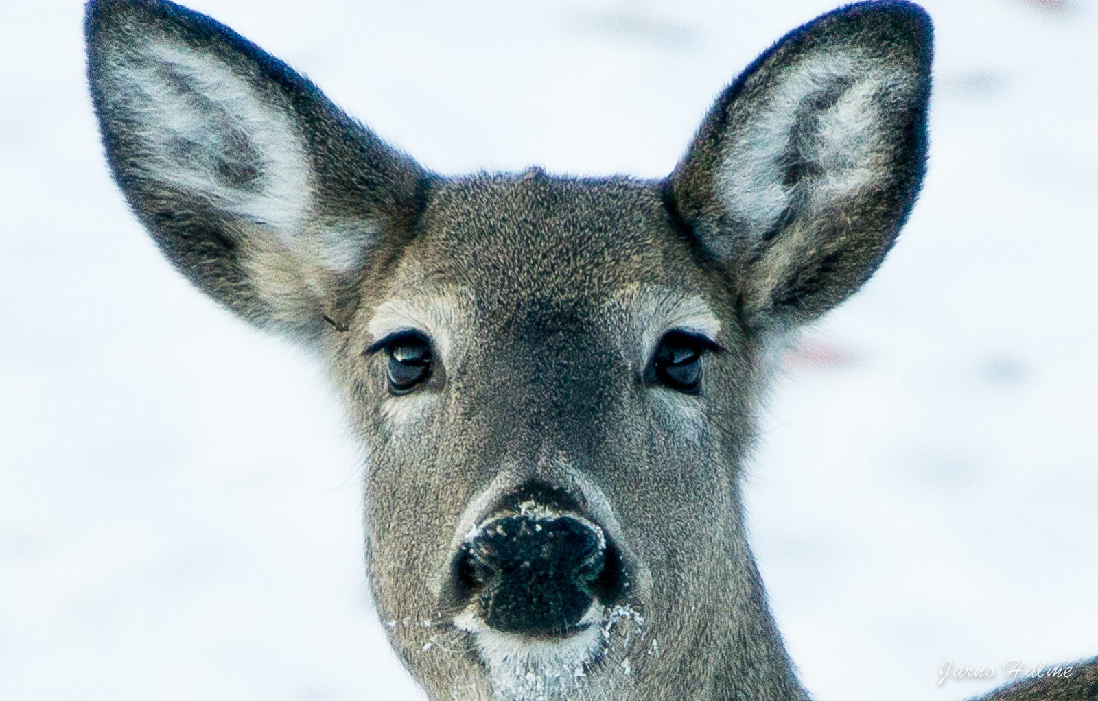 Valokuvaaja: Jarno Halme
