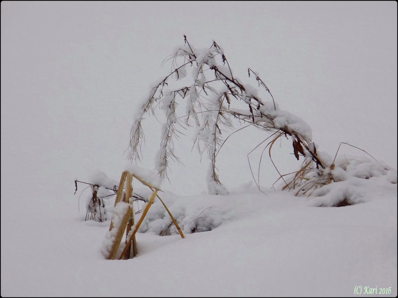 Valokuvaaja: Kari Saarinen