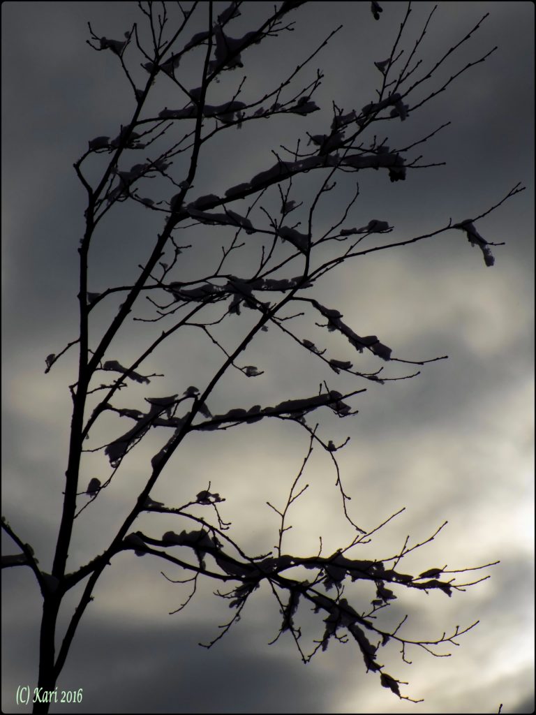 Valokuvaaja: Kari Saarinen