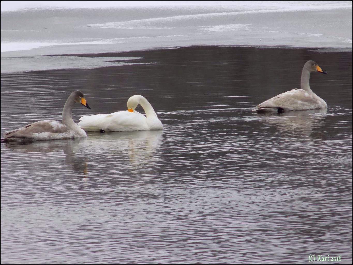 Valokuvaaja: Kari Saarinen
