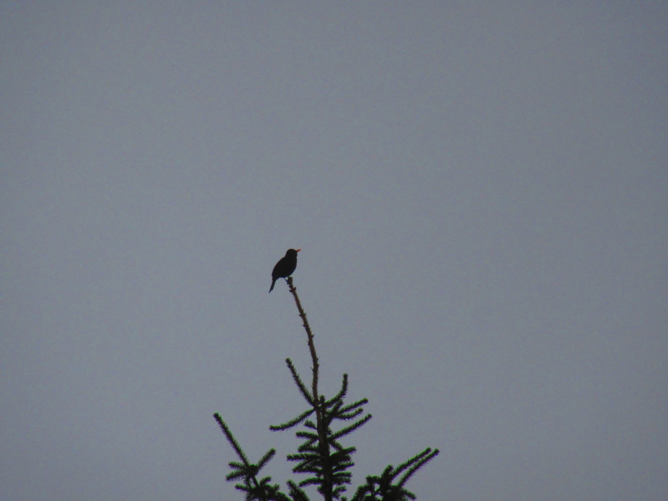 Valokuvaaja: Hanna Ronkainen