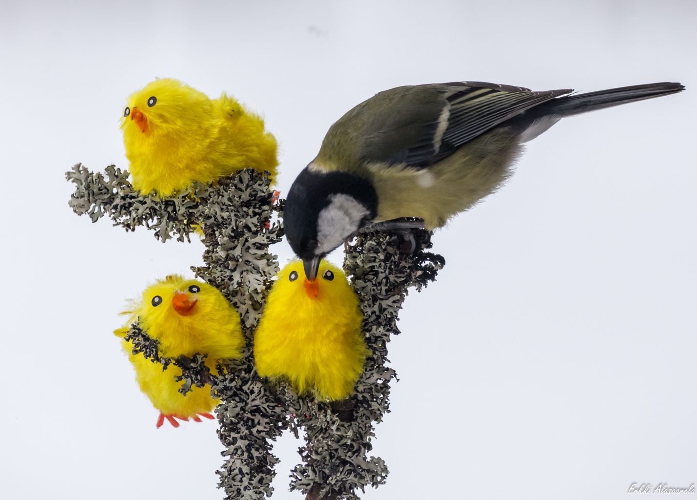 Valokuvaaja: Erkki Alasaarela