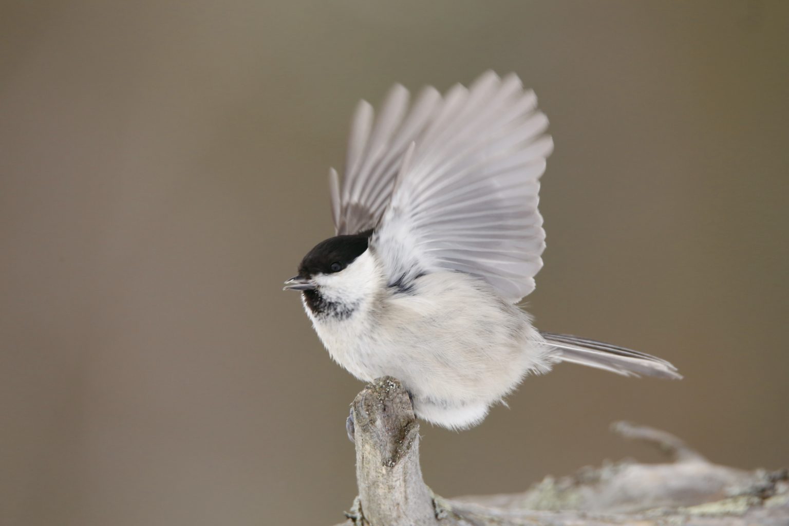 Valokuvaaja: Anne Moilanen