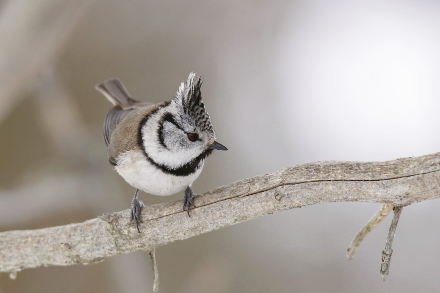 Valokuvaaja: Anne Moilanen