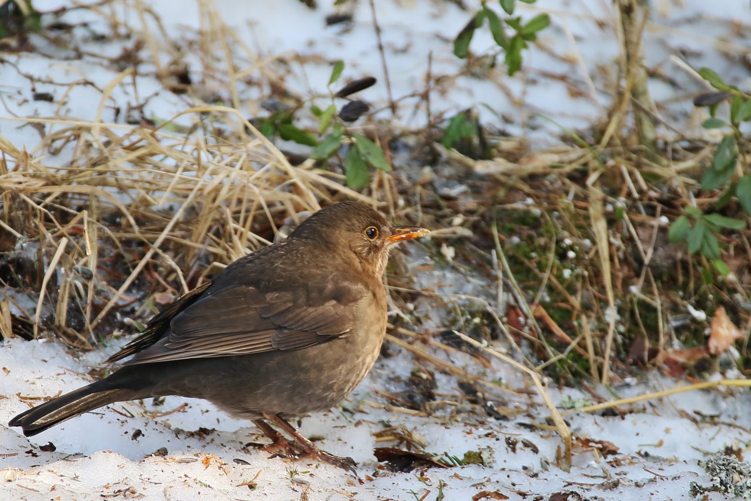 Valokuvaaja: Tuula Pirnes