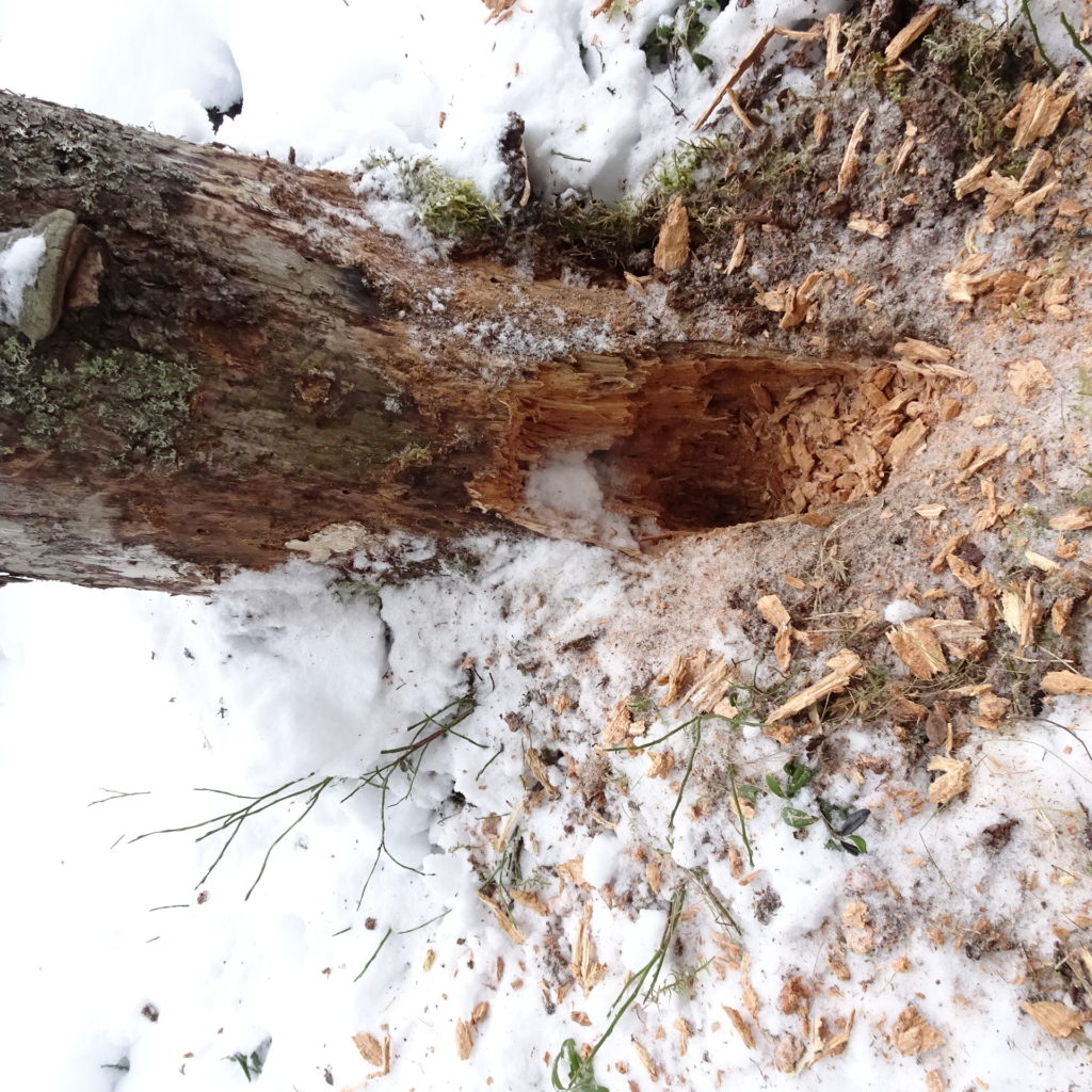 Valokuvaaja: Irja Lehtinen Valokuvaaja: Irja Lehtinen