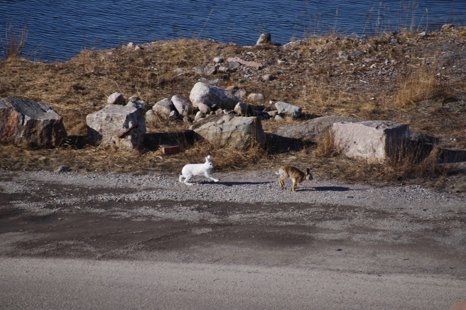 Valokuvaaja: Jari  Pirppu