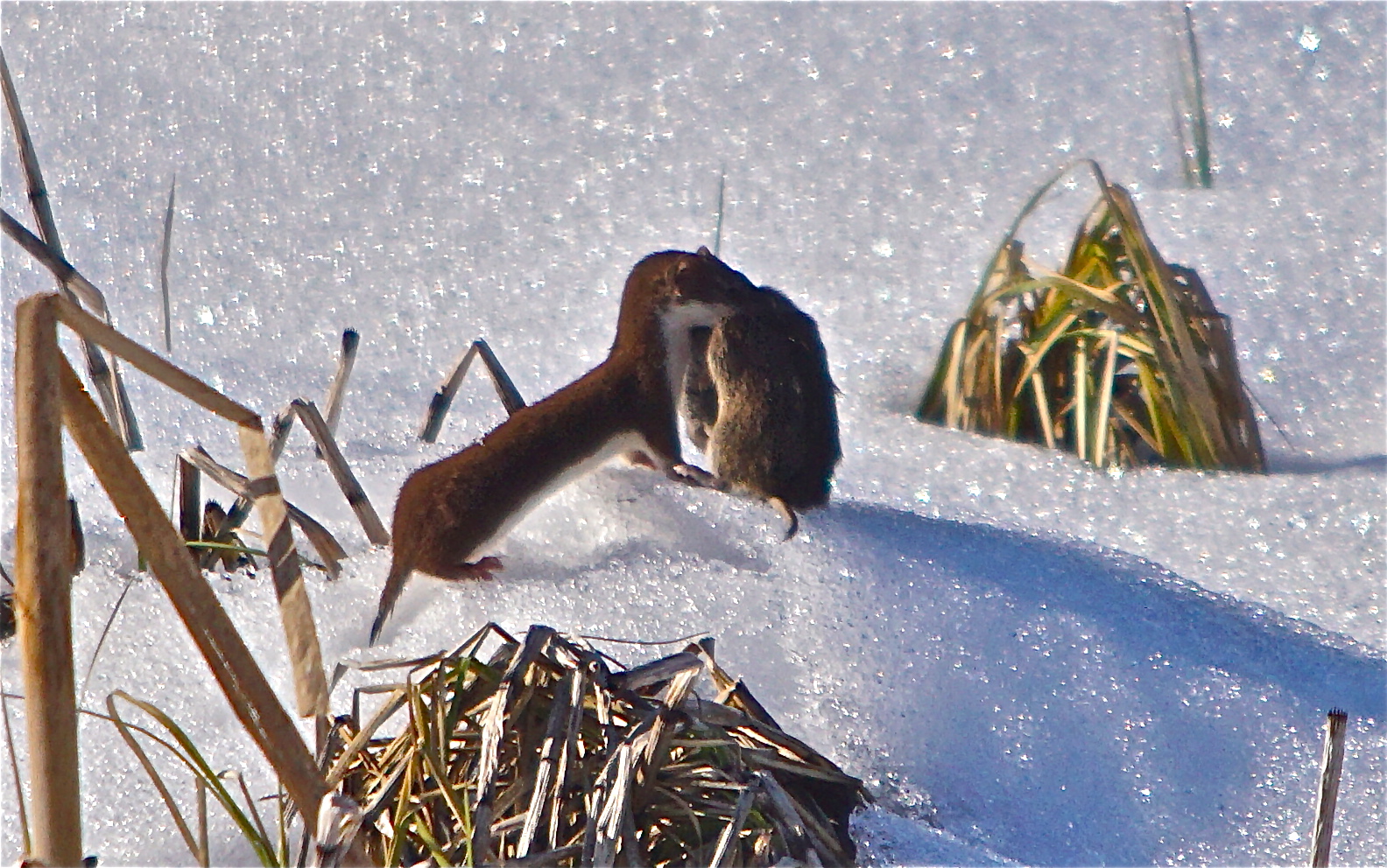 Valokuvaaja: Markku Ranta-Eilola  (mre)