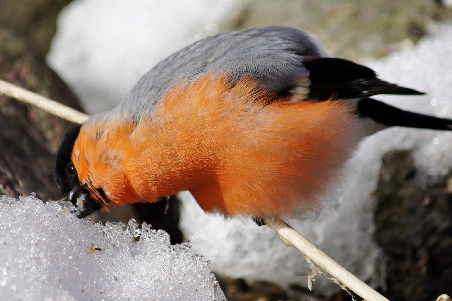 Valokuvaaja: Tuulikki Piikkilä