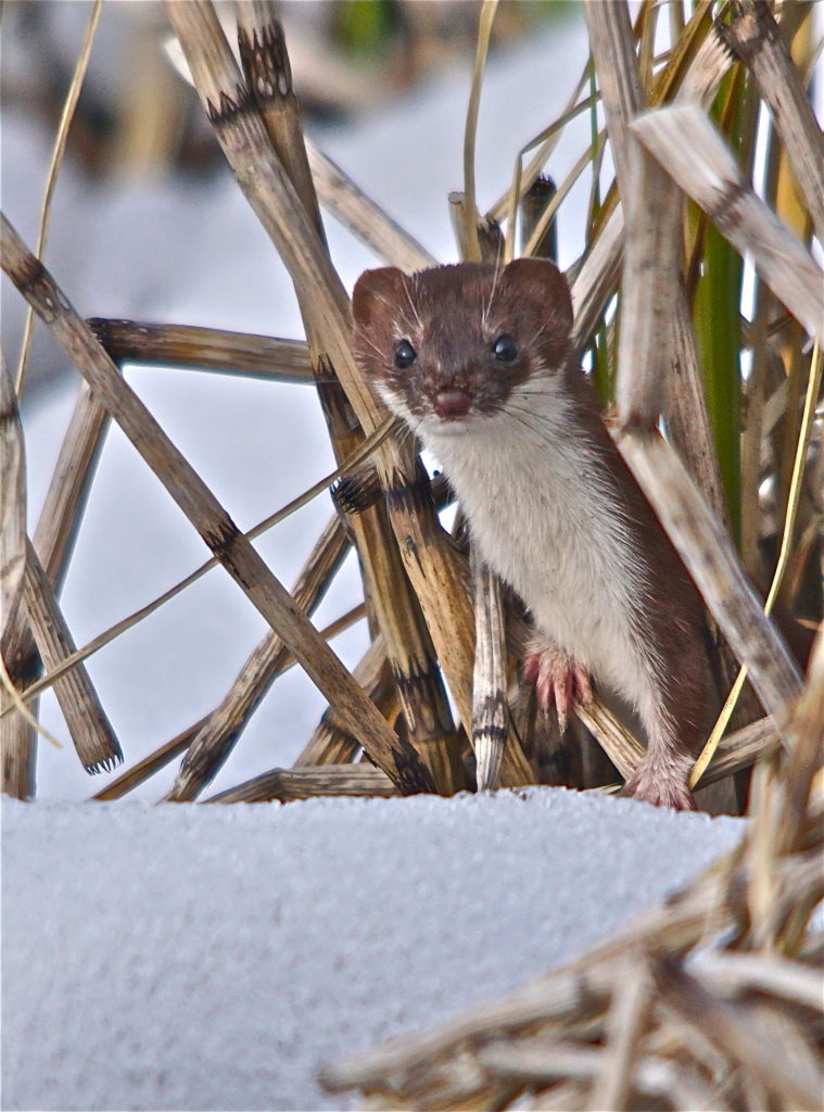 Valokuvaaja: Markku Ranta-Eilola  (mre)