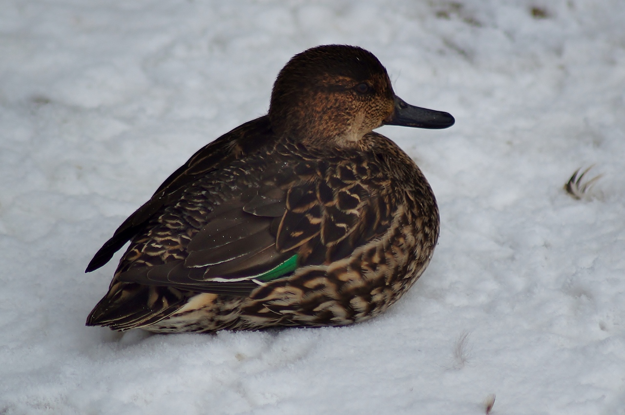 Valokuvaaja: Maarit Siitonen
