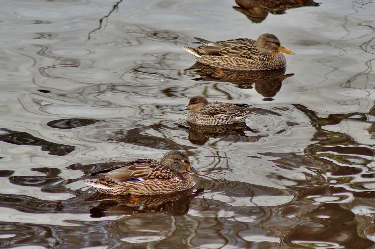 Valokuvaaja: Maarit Siitonen