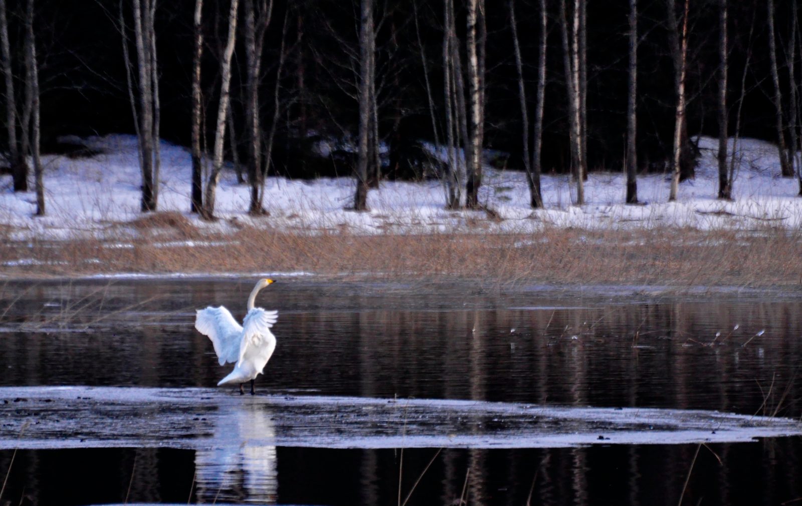 Valokuvaaja: Jenni Merilä