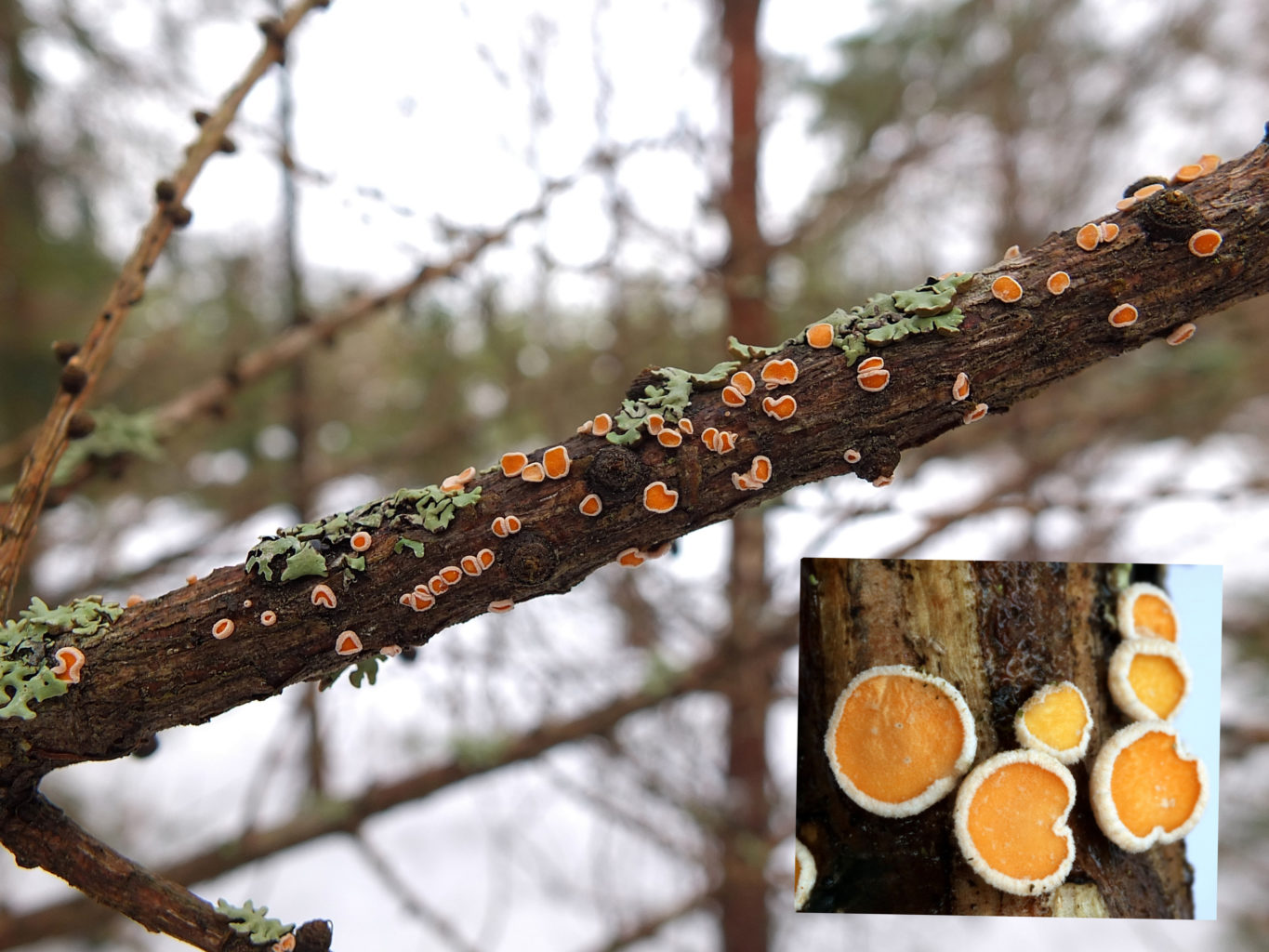 Valokuvaaja: Hannu Rasiranta