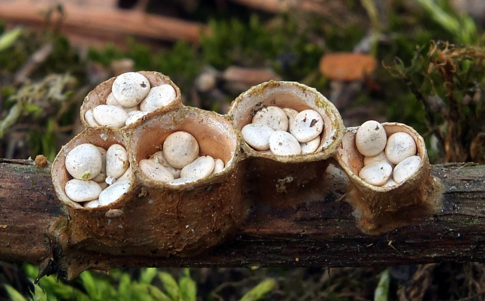 Valokuvaaja: Hannu Rasiranta