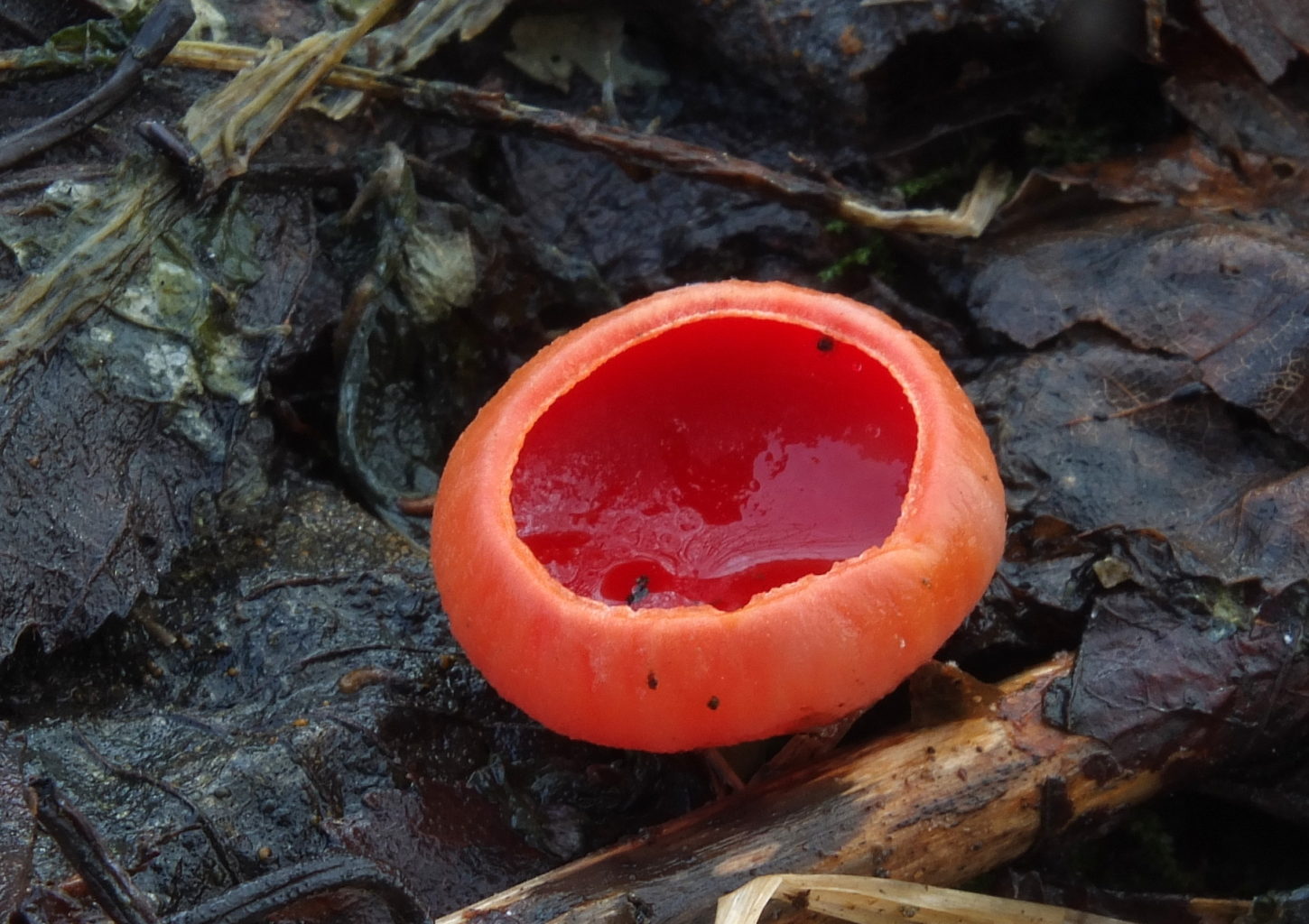 Valokuvaaja: Hannu Rasiranta