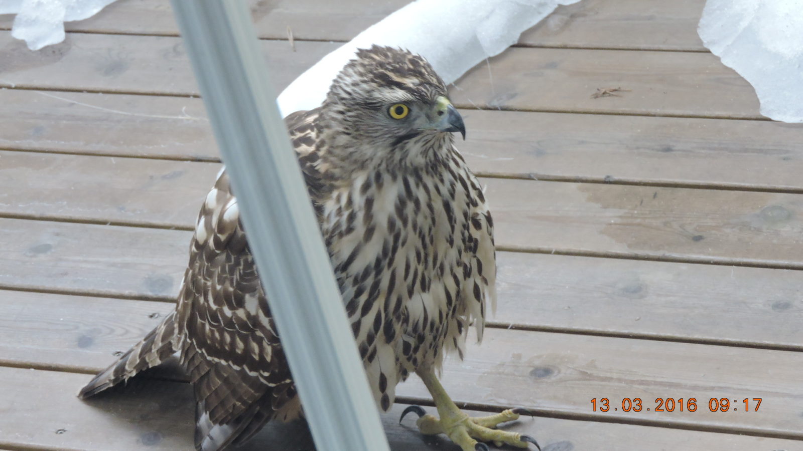 Valokuvaaja: Jari Lehtinen