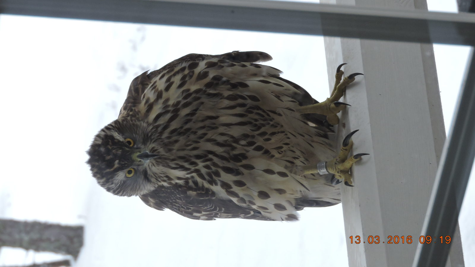 Valokuvaaja: Jari Lehtinen