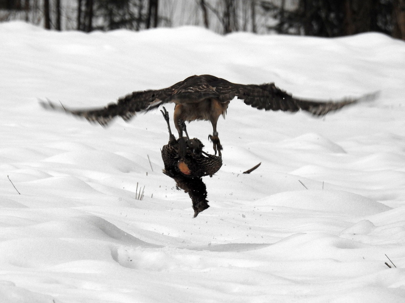 Valokuvaaja: Paavo Siukonen