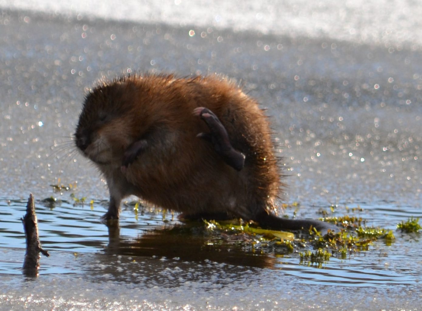 Valokuvaaja: Satu Välimaa