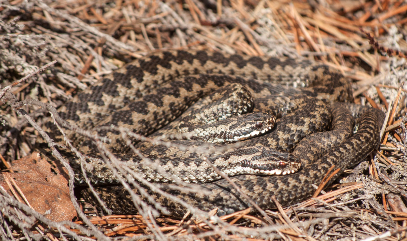Valokuvaaja: Tarja Peltola