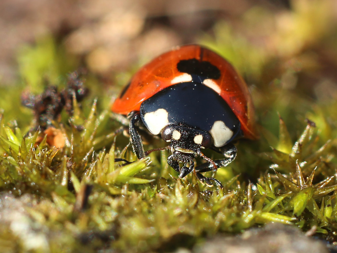 Valokuvaaja: Tarja Porkkala