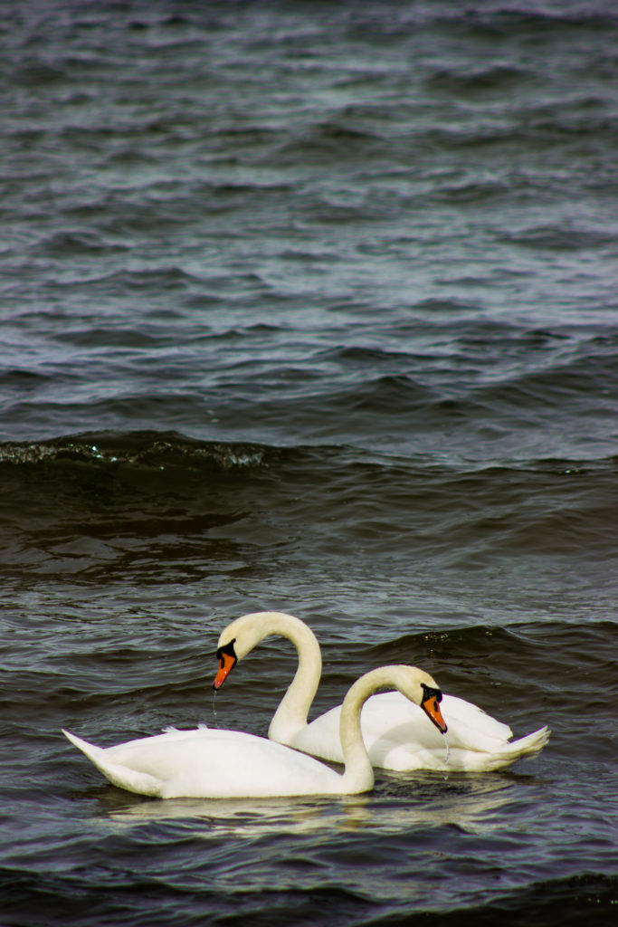 Valokuvaaja: Mirko Niittumäki