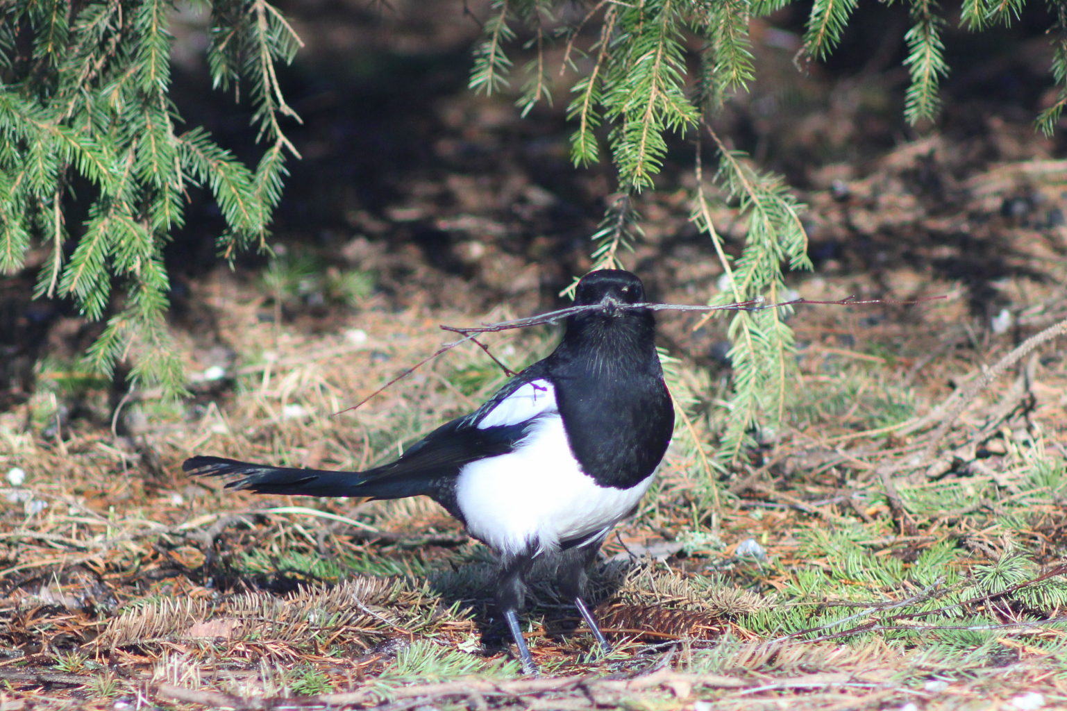 Valokuvaaja: Kaarlo Asikainen