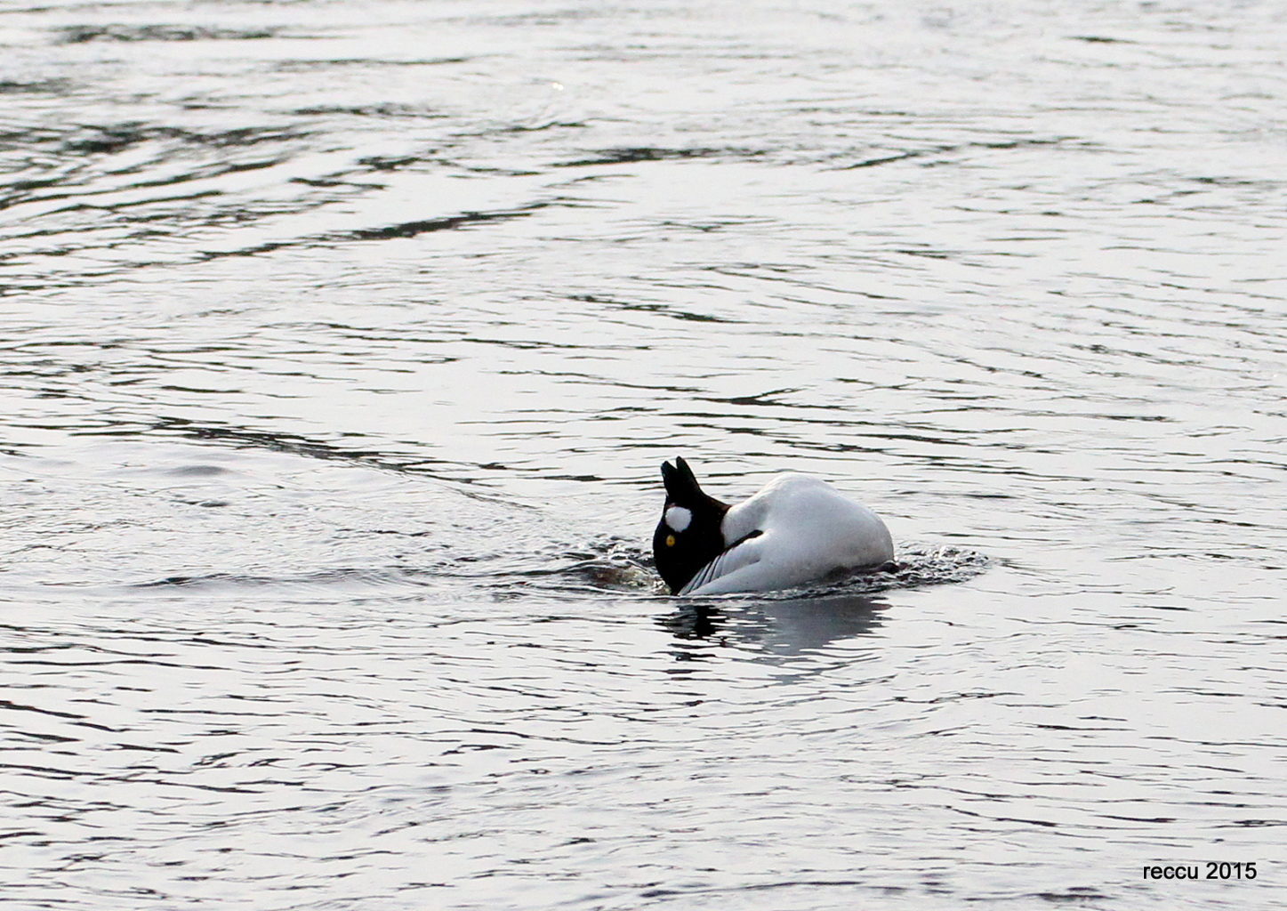 Valokuvaaja: reijo lehtonen