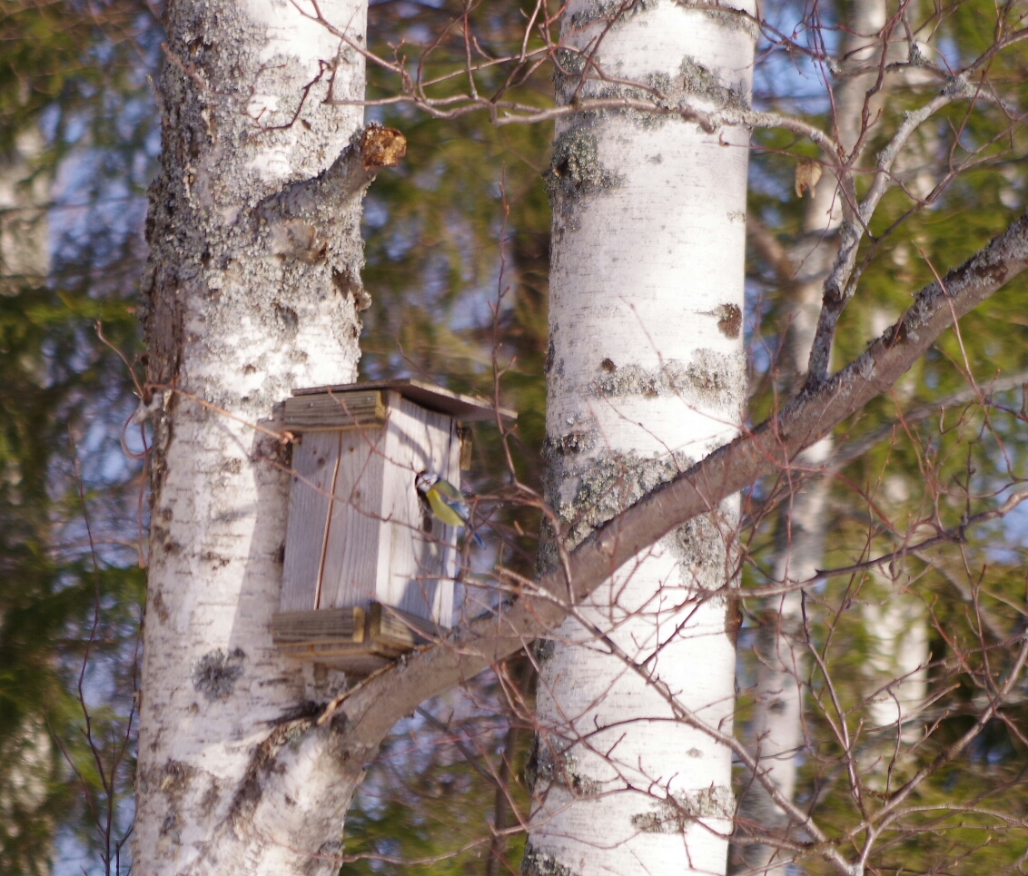 Valokuvaaja: TUULA MAKKONEN