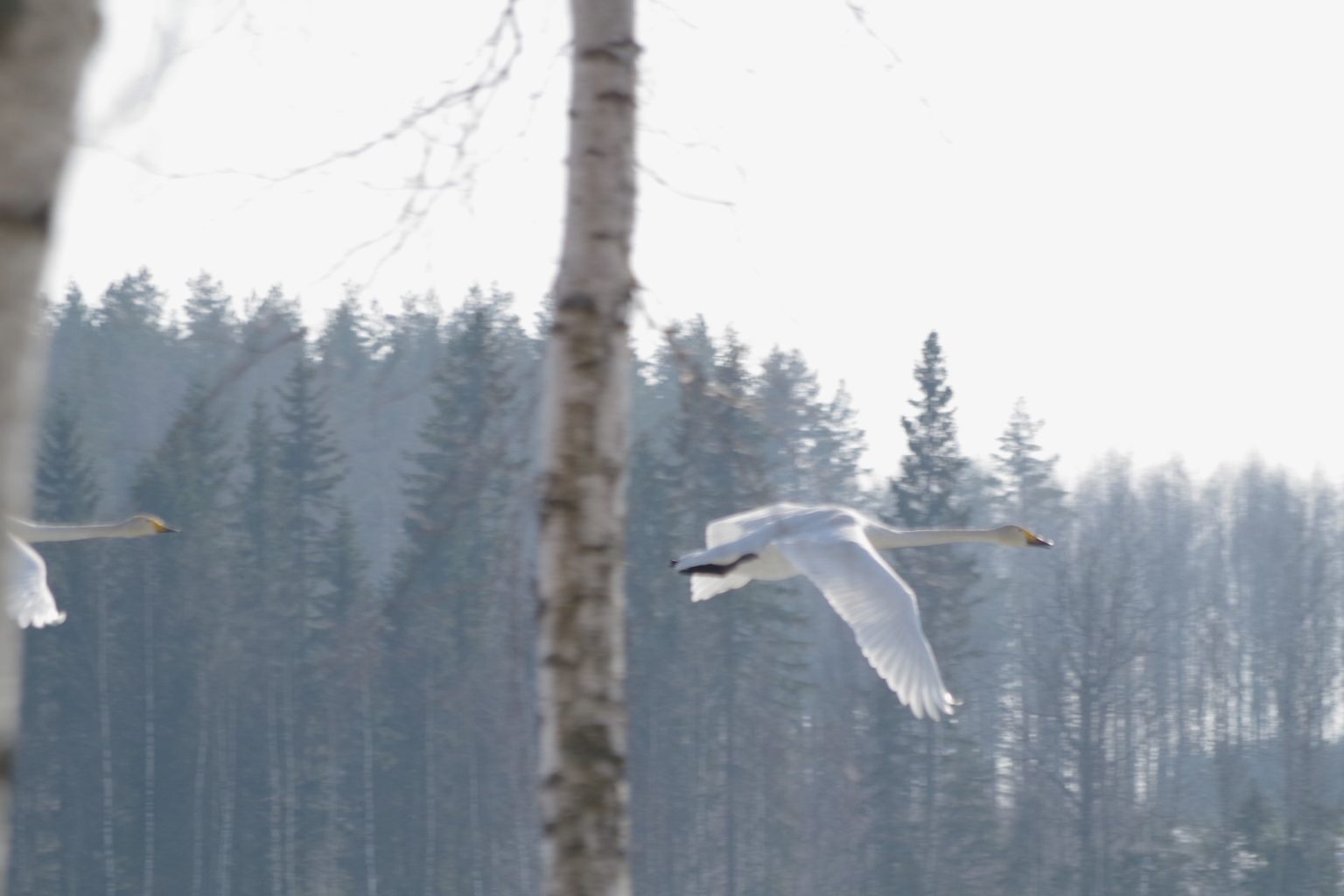 Valokuvaaja: Tuula Makkonen